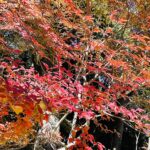 243DDAA9-8CAB-4AC3-9A69-066AA0CF19E4